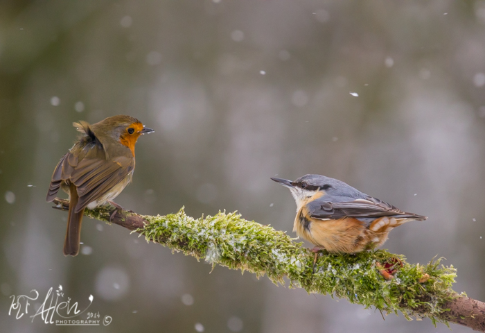 Robin and Nuthatch Confrontation